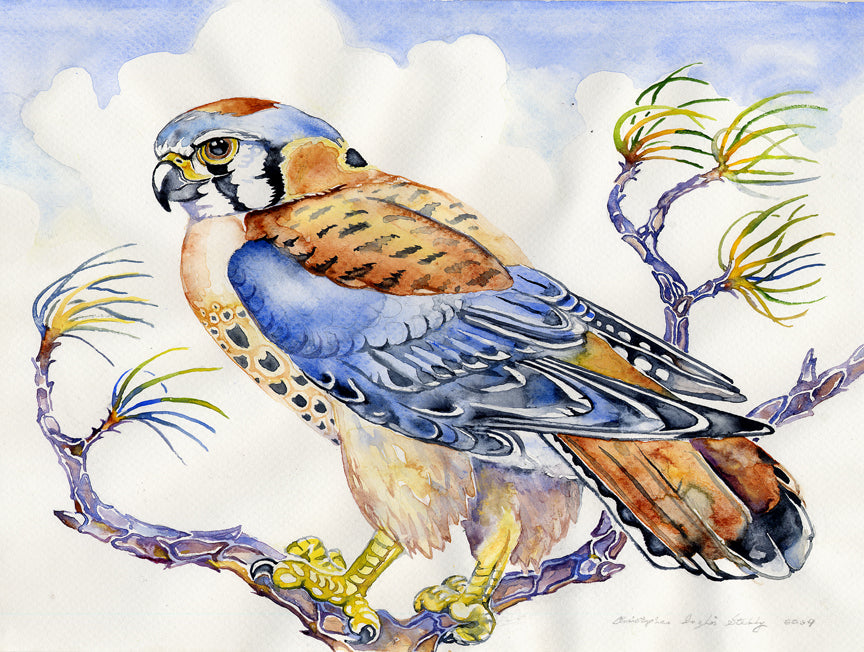 American Kestrel